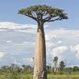 Baobab exotique epicerie fine
